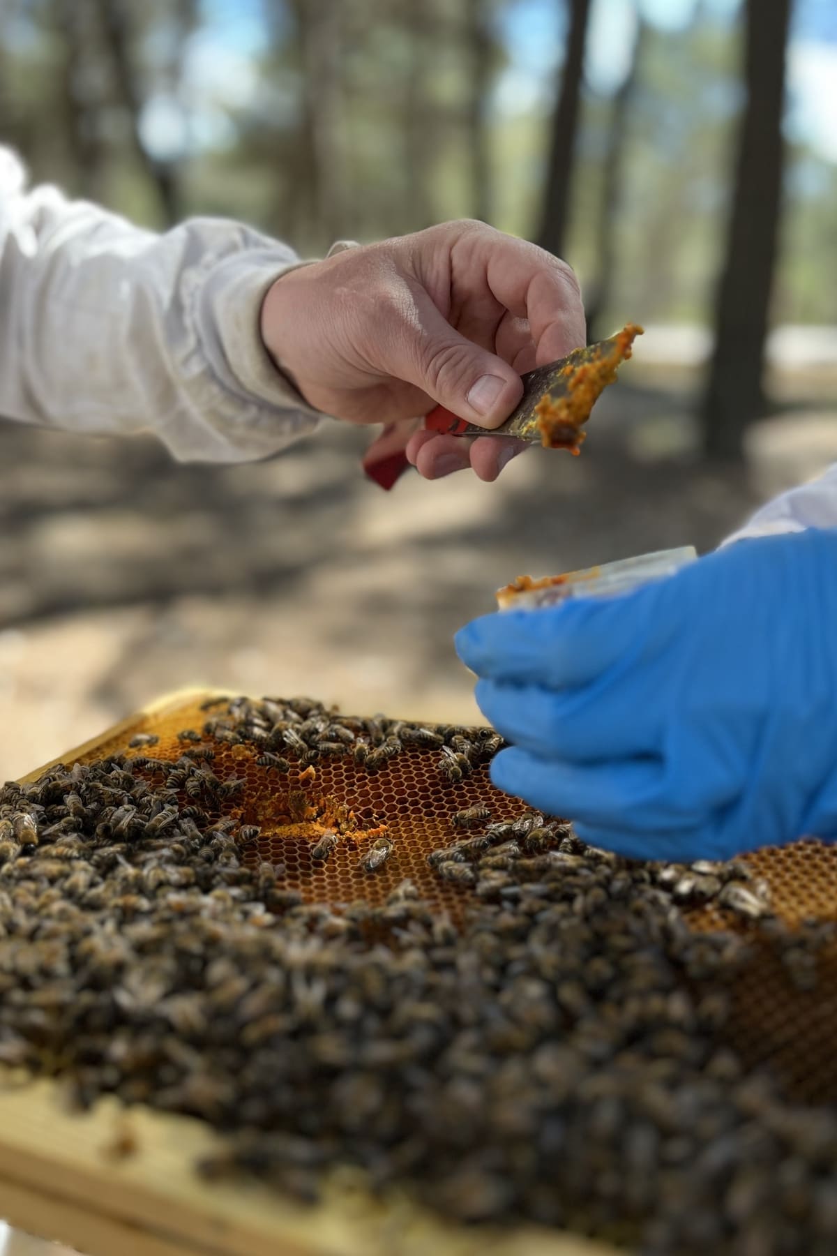 Apivigilance - Aéroport International du Castellet